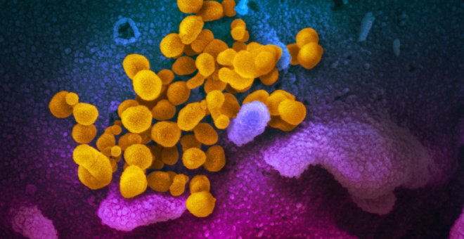 Principia Marsupia - Así ha sido un año de mutaciones del coronavirus