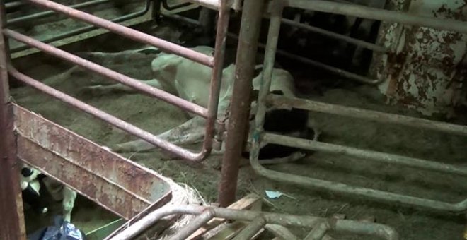 2.600 vacas y terneros enfermos que salieron de España navegan a la deriva desde diciembre por el Mediterráneo