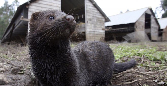 Principia Marsupia - Cómo evitar nuevos saltos del coronavirus de animales a humanos