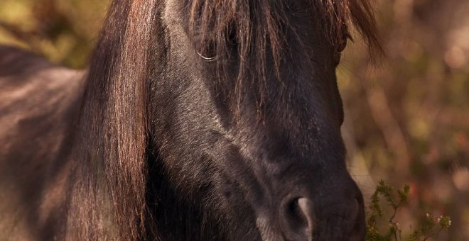 Un cazador abate por error a un poni en el Parc del Garraf