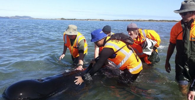 Decenas de ballenas quedan varadas por segunda vez en Nueva Zelanda