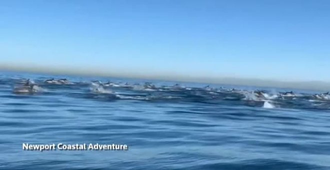 Asombrosa estampida de 2.000 delfines en el sur de California