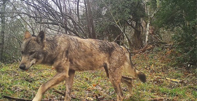 Las izquierdas asturianas discrepan por el grado de protección del lobo