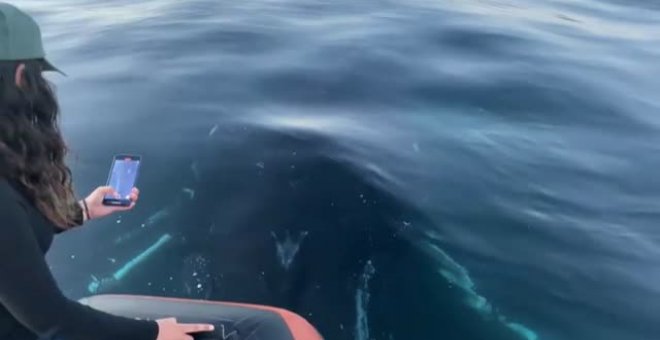 Una ballena jorobada sorprende a los tripulantes de una lancha con un "asalto", un ritual típido de estos mamíferos
