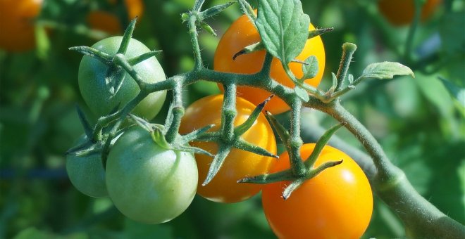Trucos para cultivar tomates cherry en casa