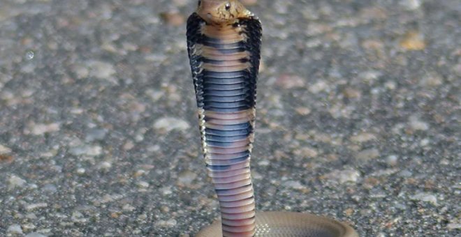Otras miradas - ¿Cómo consiguieron las cobras escupir veneno para defenderse?