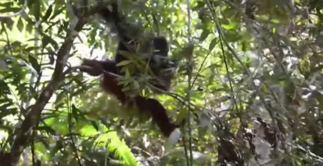 Borneo devuelve a su hábitat a 10 orangutanes que habían sido evacuados por riesgo de contagio de coronavirus