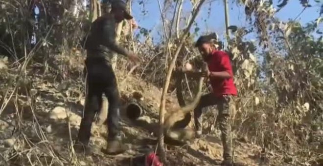 Rescatan una pitón de 4 metros de largo de una tubería en una fábrica de La India