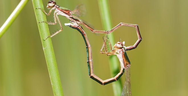 Otras miradas - Del baile de la libélula al lenguaje de los humanos: el comportamiento de las especies marca su evolución