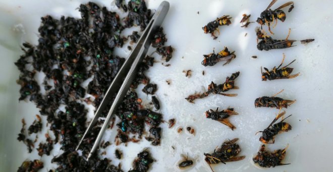 El Ayuntamiento repartirá trampas de avispa asiática entre los vecinos para controlar la especie