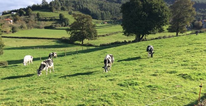 Así exprime la industria a las granjas de vacas para hacer negocio con la leche