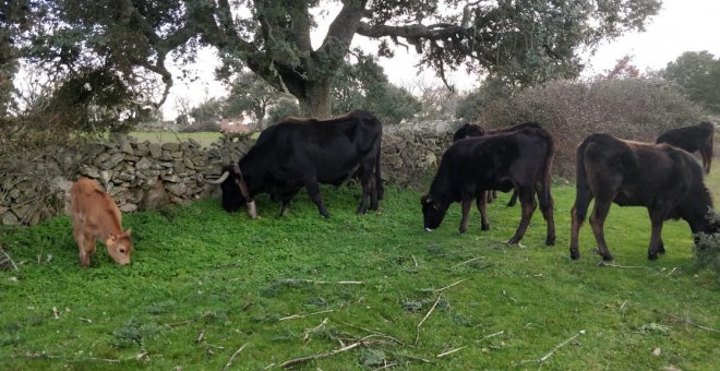 Vacas que sí son de campo (y no las 20.000 hacinadas en macrogranjas)