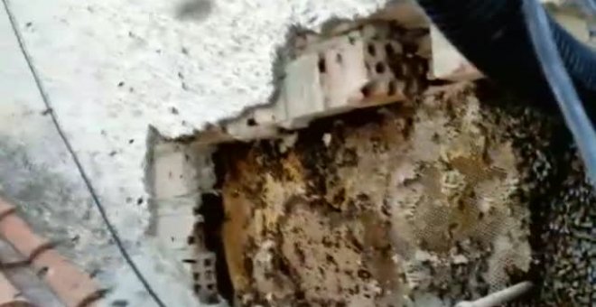 Descubren un inmenso enjambre de abejas en la pared de una vivienda