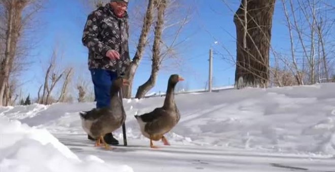 Un amante de las aves domestica a tres gansos y sale a pasear con ellos cada día