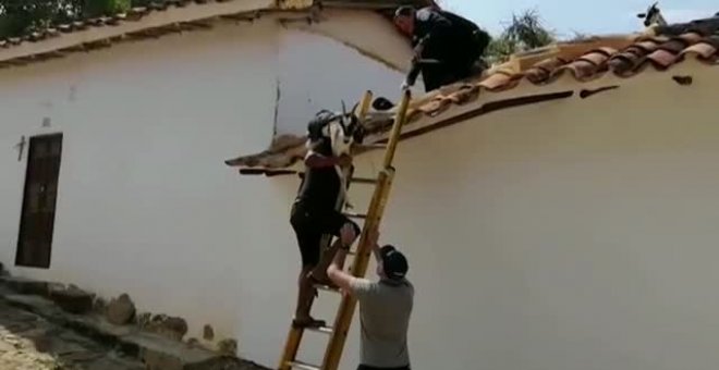 Un rebaño de cabras aparece sobre un tejado en Colombia