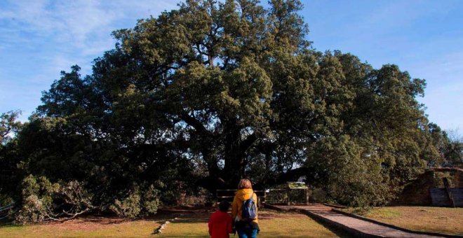 La carrasca milenaria de Lecina ha sido elegida Árbol Europeo del año