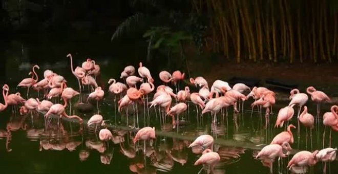 Un zoo de Colombia contrata a un pianista profesional para relajar a los animales