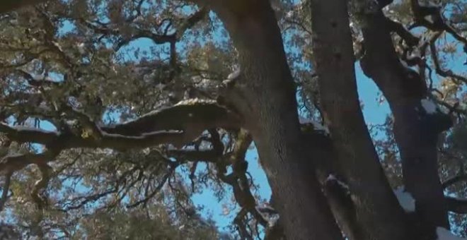 Abrazos y fotos en la carrasca milenaria de Lecina tras ser elegida Árbol Europeo del año