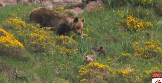 El cambio climático hace peligrar la supervivencia del oso pardo en la península