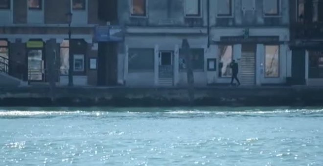 Dos delfines nadan tranquilamente por los canales de Venecia