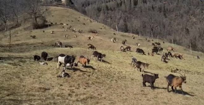 Una niña italiana de 10 años estudia en la montaña rodeada de cabras en tiempos de pandemia