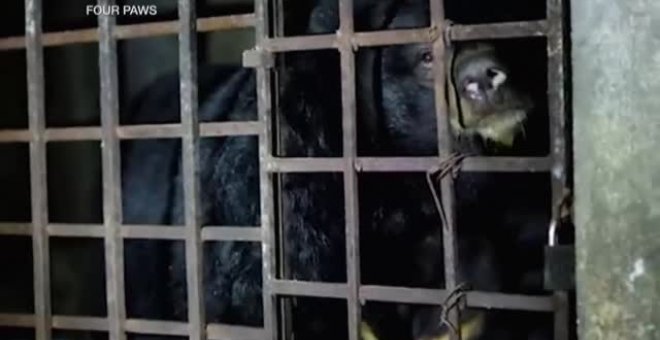 Rescatan a dos osos enjaulados en la oscuridad durante 17 años