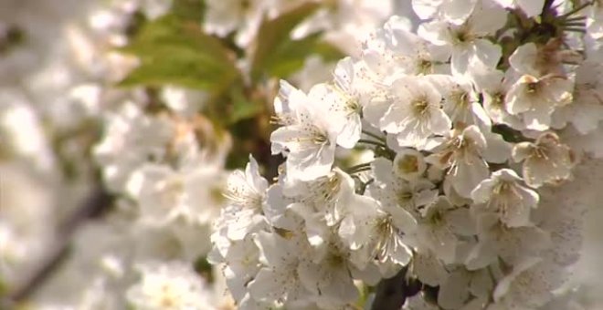 Los cerezos en flor llegan al Valle del Jerte