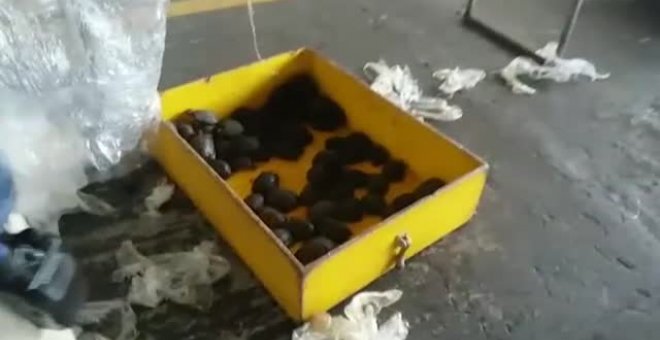 Golpe al contrabando de tortugas en Ecuador