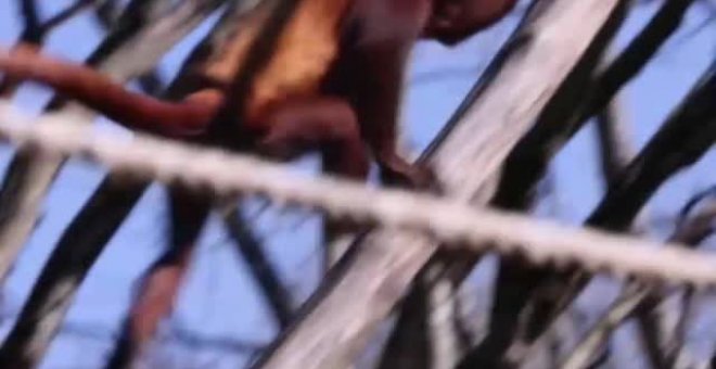 Shongo, la esperanza en la supervivencia del mono aullador rojo