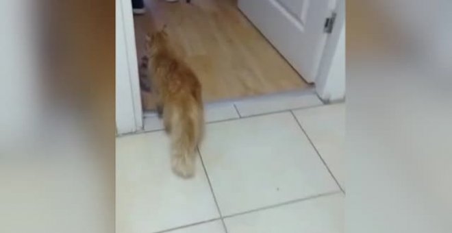 Una gata lleva a sus crías a una clínica veterinaria por puro instinto de supervivencia