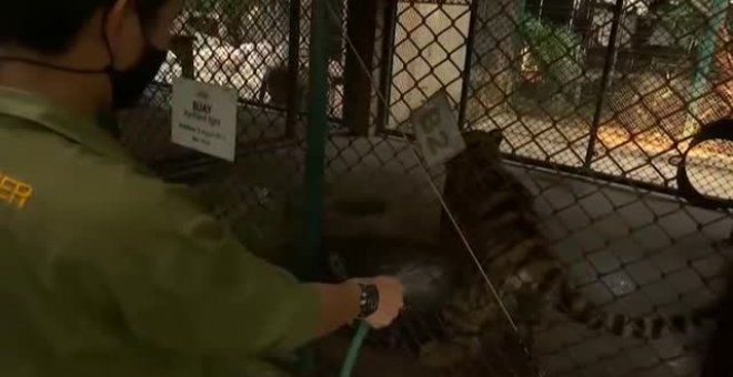 Tigres de un zoo de Tailandia comen piezas de pollo heladas para combatir el calor