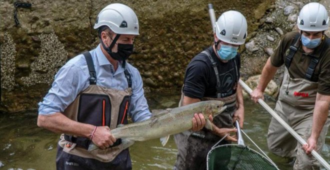 Pescado en el río Pas en Puente Viesgo el 'campanu' de Cantabria