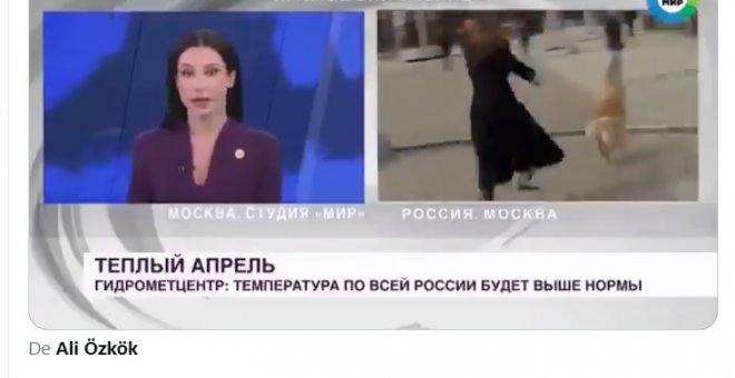 "¡El colmo de la censura!": un perro arrebata el micro a una reportera rusa en pleno directo