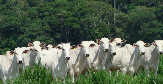 Carne de vacuno, Amazonía, y superávit de 'carne roja' en supermercados de España