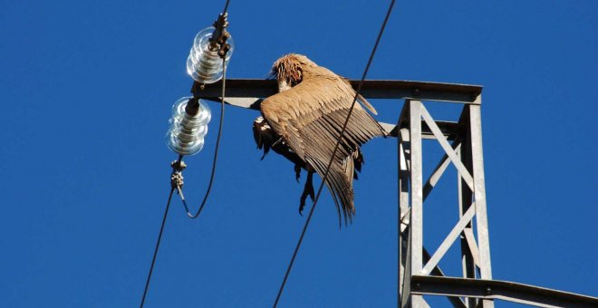 La Fiscalía se querella contra Endesa por las aves muertas en líneas eléctricas
