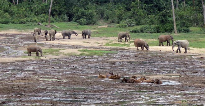 Viaje a Dzanga Sangha, el corazón de África que gestiona un español