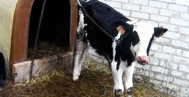 Maltrato animal en granjas lácteas de Asturias