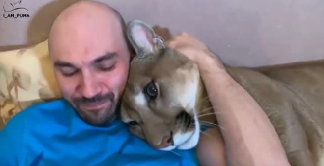 Messi, el puma mascota de una familia rusa