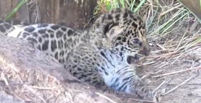 Dos crías de jaguares nacidas en cautividad han sido liberadas junto a su madre en un area natural protegida