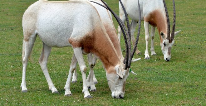 Nace en el zoo de Barcelona una cría de oryx blanco, una especie extinguida en la naturaleza