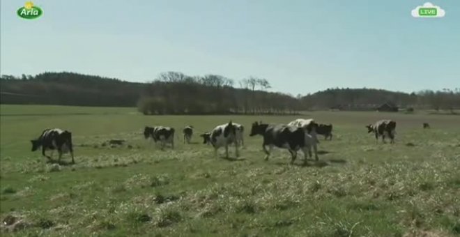 Un grupo de vacas en Suecia saltan de alegría tras ser "liberadas" al acabar el invierno