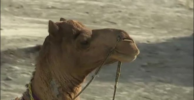 Roshan, el camello bibliotecario que  lleva libros a los niños en el desierto de Pakistán