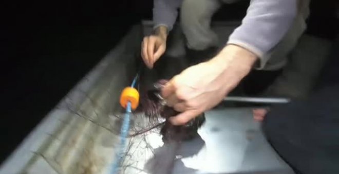 Científicos australianos logran capturar un ornitorrinco