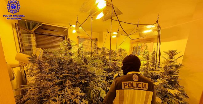 Detenido por utilizar el piso de su madre fallecida para cultivar marihuana