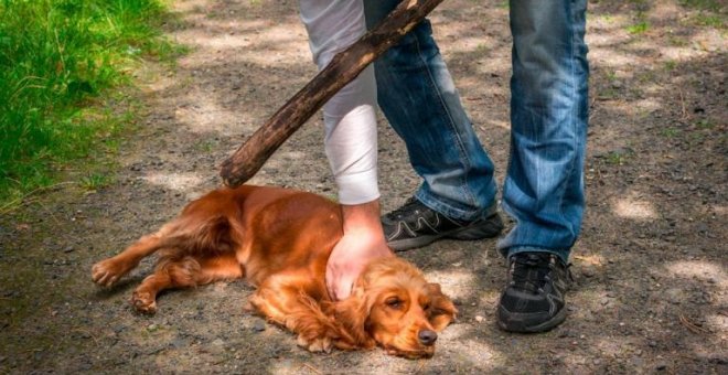 Un informe del CGPJ alerta de un posible conflicto en la reforma del Código Penal por la ley contra el maltrato animal