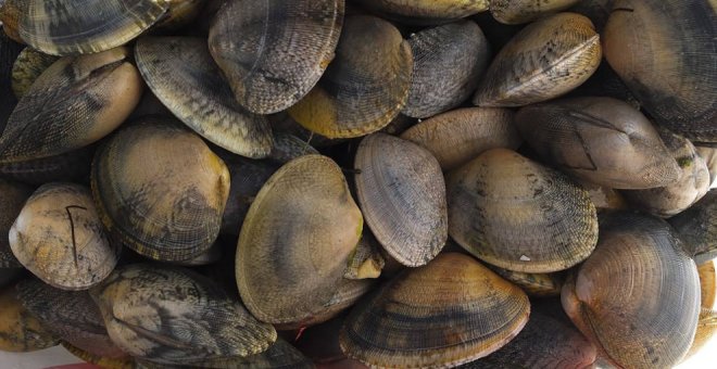 Se prohíbe temporalmente la extracción y comercialización de moluscos bivalvos por la 'marea roja'