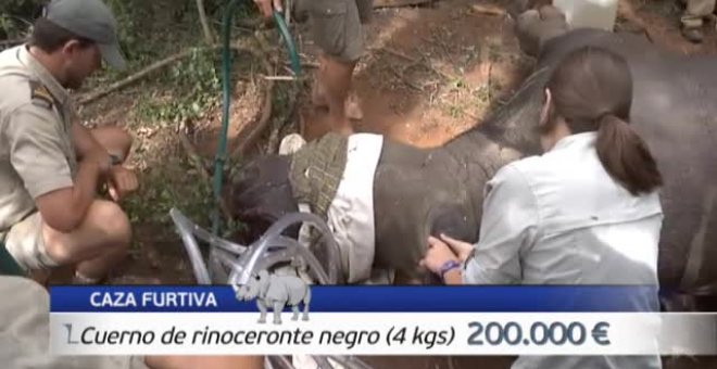 La caza furtiva en África: amenaza animal y de seguridad antiterrorista en el continente