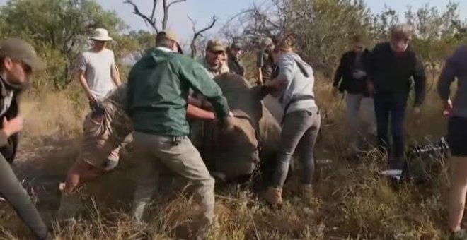 Sudáfrica protege a sus rinocerontes de los traficantes