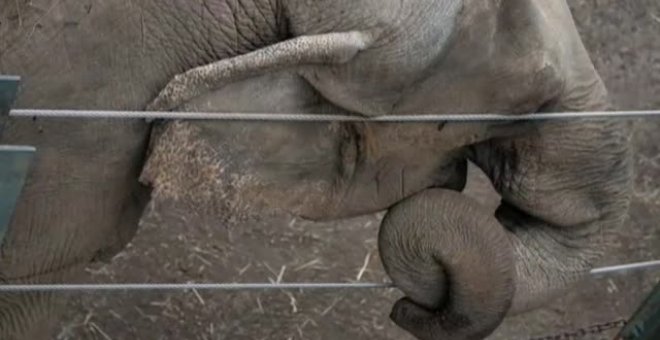 Un tribunal de Nueva York decidirá sobre la libertad de un elefante del zoo del Bronx