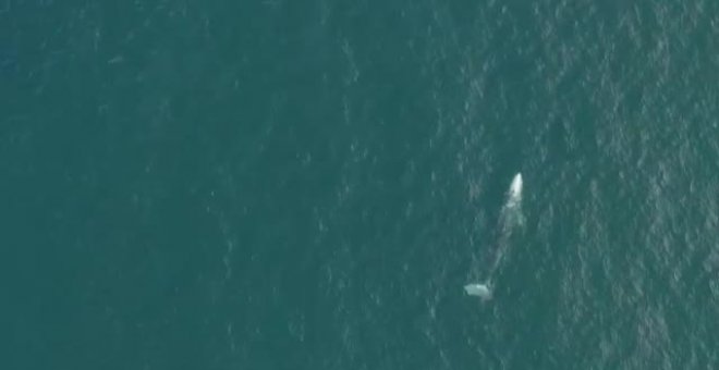 Wally: la ballena gris perdida en el Meditérraneo, que busca cómo volver a California